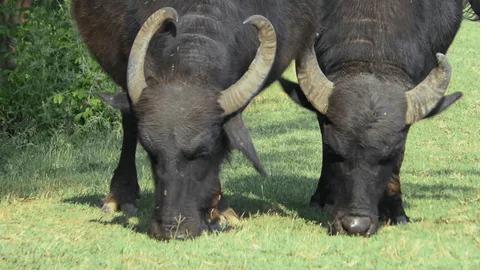 Grass-fed Murrah Buffalo