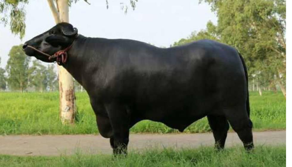 Murrah Buffalo